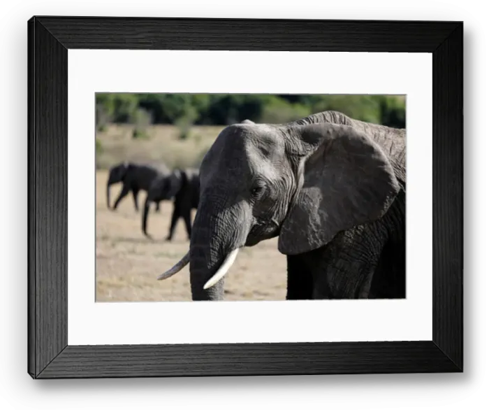 Framed Print : Elephants walk through the Msai Mara National Reserve Framed Print : Elephants walk through the Msai Mara National Reserve