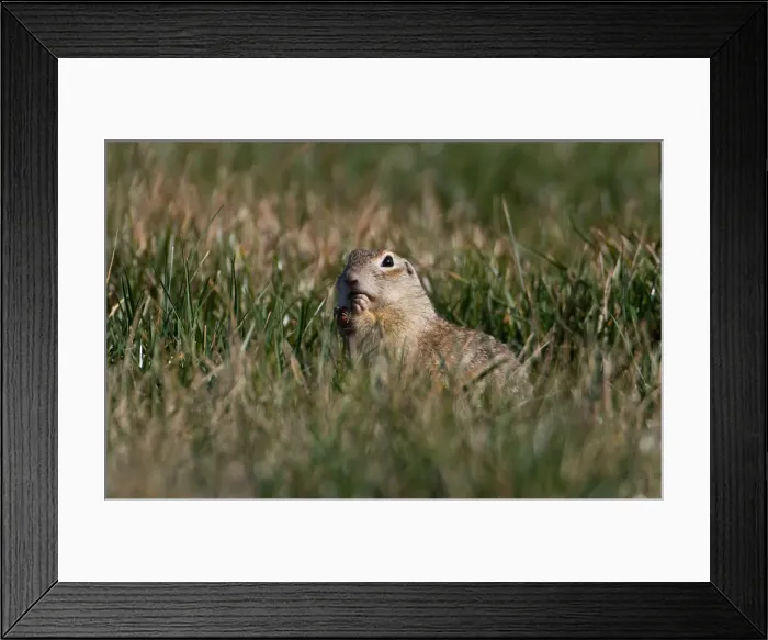 Framed Print : Speckled ground squirrel feeds in a field near the village of Yushevichi Framed Print : Speckled ground squirrel feeds in a field near the village of Yushevichi