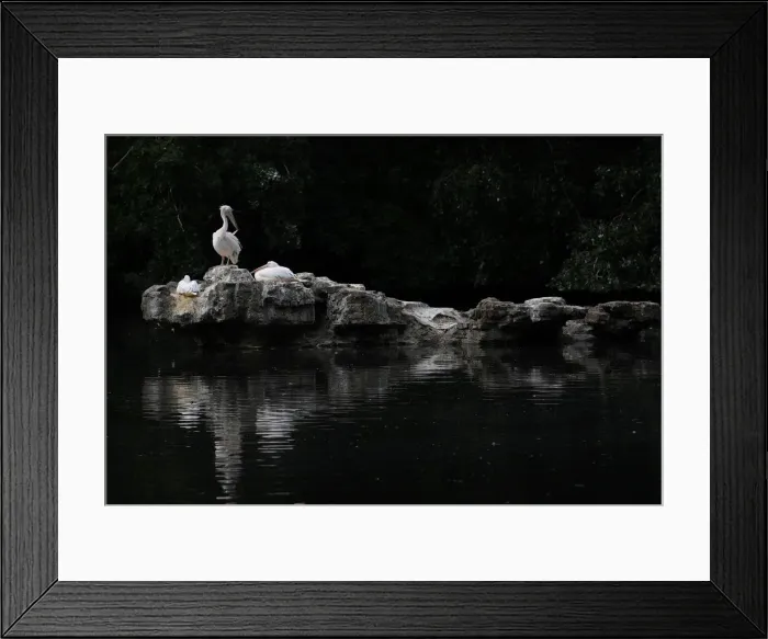 Framed Print : A pelican preens its feathers in St. Jamess Park during hot weather in London Framed Print : A pelican preens its feathers in St. Jamess Park during hot weather in London