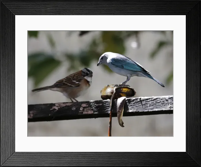 Framed Print : Birds are seen in the Mariana Machicaos garden in La Paz