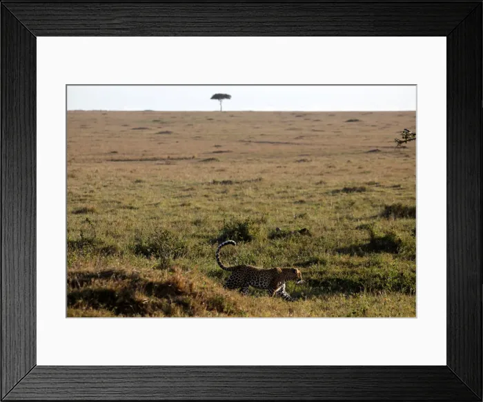 Framed Print : A leopard walks through the grass in the Msai Mara National Reserve Framed Print : A leopard walks through the grass in the Msai Mara National Reserve