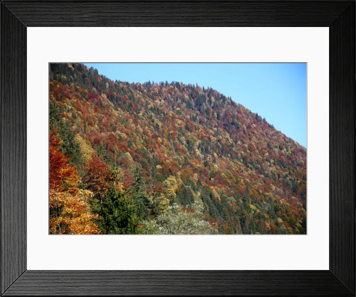 Framed Print : Autumnal trees are seen during a sunny day at the Sylvenstein barrier lake Framed Print : Autumnal trees are seen during a sunny day at the Sylvenstein barrier lake