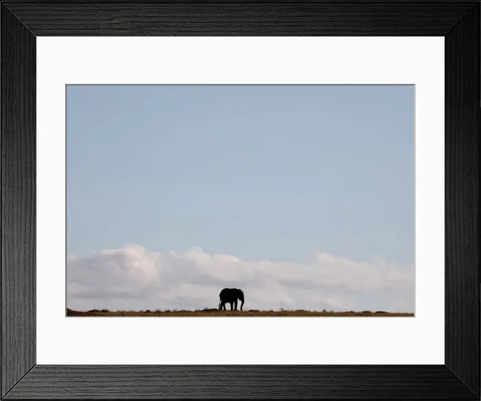 Framed Print : An elephant walks through the Msai Mara National Reserve Framed Print : An elephant walks through the Msai Mara National Reserve