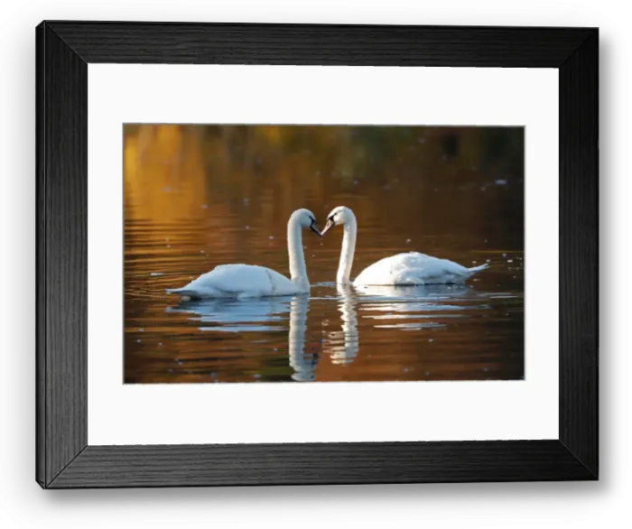 Framed Print : Swans paddle on Loch Faskally, Pitlochry, Scotland Framed Print : Swans paddle on Loch Faskally, Pitlochry, Scotland