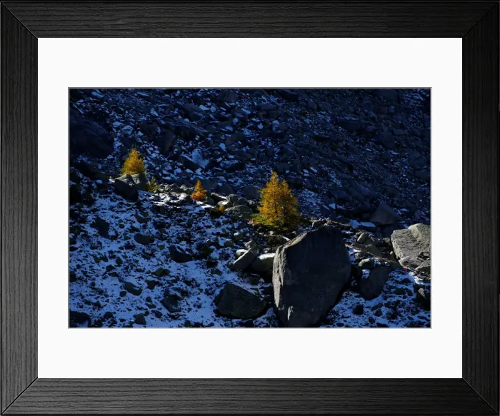 Framed Print : The sun lights larch trees in the Mont-Blanc massif on a sunny autumn day in Chamonix Framed Print : The sun lights larch trees in the Mont-Blanc massif on a sunny autumn day in Chamonix