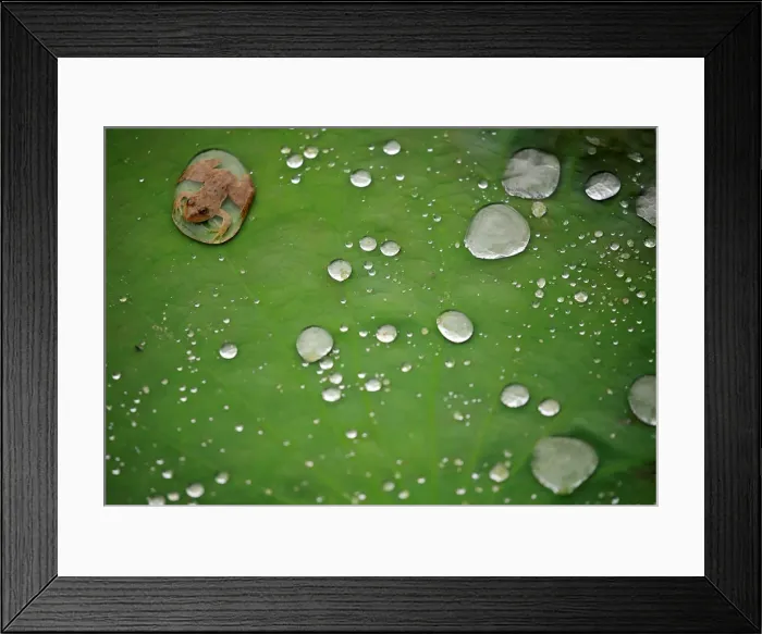 Framed Print : A frog is pictured on the leaf of a lotus after the rain at a pond in Lalitpur Framed Print : A frog is pictured on the leaf of a lotus after the rain at a pond in Lalitpur