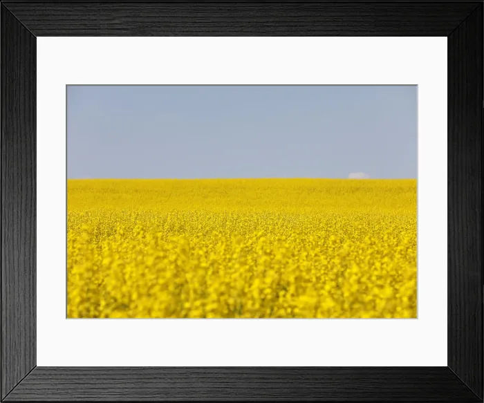 Framed Print : Western Canadian canola fields are seen in full bloom before they will be harvested later Framed Print : Western Canadian canola fields are seen in full bloom before they will be harvested later