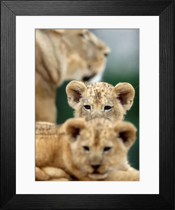 Framed Print : Newly born Barbary lion cubs sit near their mother Khalila inside their enclosure at Dvur Framed Print : Newly born Barbary lion cubs sit near their mother Khalila inside their enclosure at Dvur