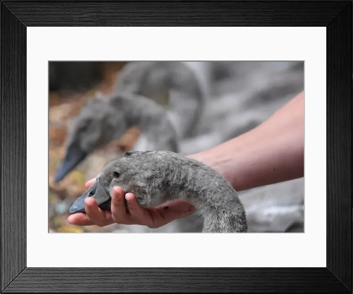 Framed Print : Officials record and examine cygnets and swans during the annual census of the Queen s