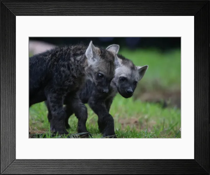 Framed Print : Two Mexican hyena cubs are seen during a media tour in Chapultepec Zoo in Mexico City Framed Print : Two Mexican hyena cubs are seen during a media tour in Chapultepec Zoo in Mexico City
