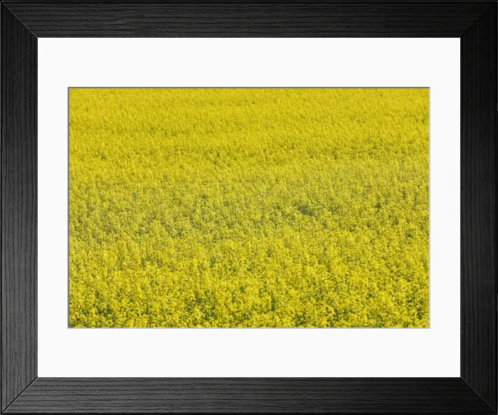 Framed Print : Western Canadian canola fields are seen in full bloom before they will be harvested later Framed Print : Western Canadian canola fields are seen in full bloom before they will be harvested later