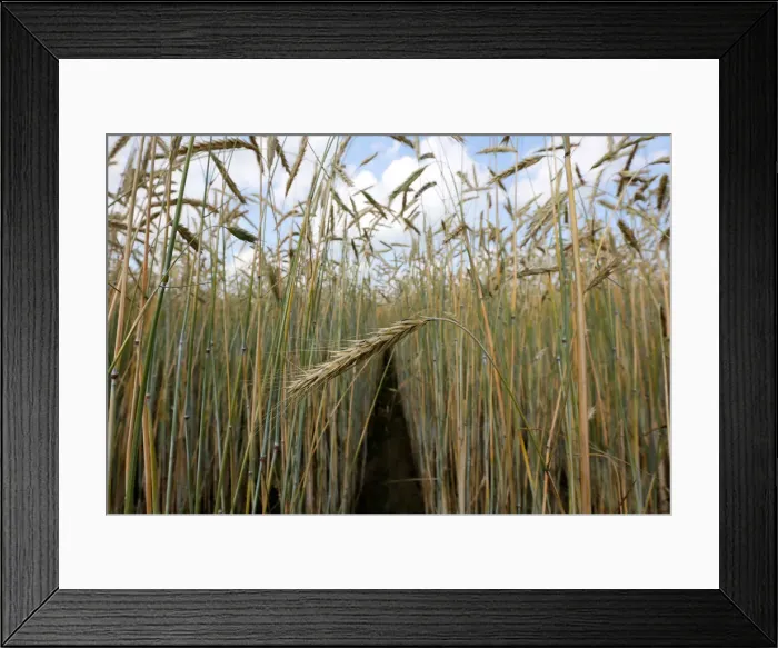 Framed Print : A view shows a field of wheat outside Krasnoyarsk