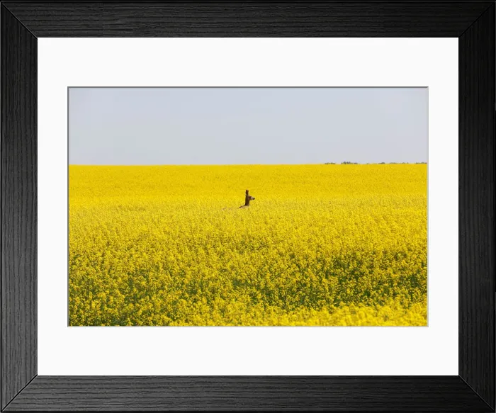 Framed Print : A deer feeds in a western Canadian canola field that is in full bloom before it will be Framed Print : A deer feeds in a western Canadian canola field that is in full bloom before it will be