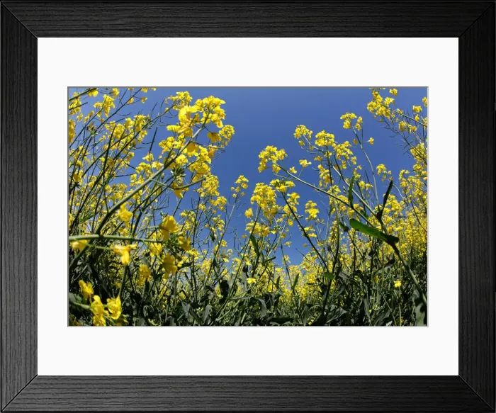 Framed Print : Western Canadian canola fields are seen in full bloom before they will be harvested later Framed Print : Western Canadian canola fields are seen in full bloom before they will be harvested later