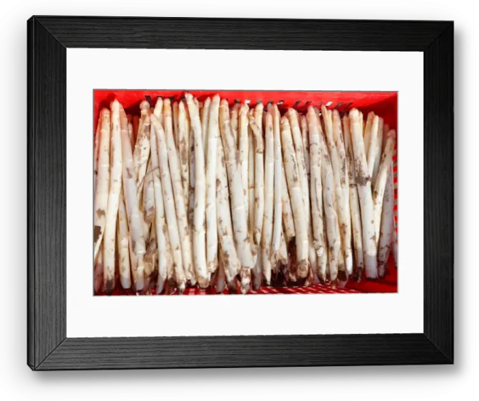 Framed Print : The first asparagus is harvested at the Tannenhof farm of Rolf Meinhardt in Weiterstadt