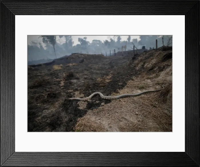 Framed Print : Snake is seen while a tract of Amazon jungle after a fire while as it is being cleared by Framed Print : Snake is seen while a tract of Amazon jungle after a fire while as it is being cleared by