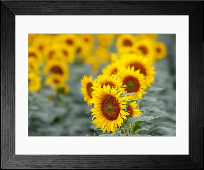 Framed Print : Sunflowers are pictured in a field near Frauenkirchen in Austria