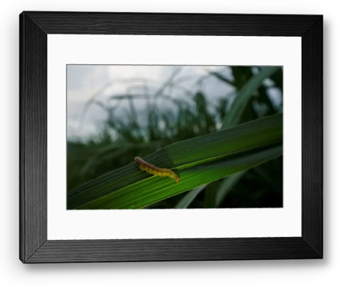 Framed Print : An armyworm, which usually comes out at night, is seen on sugar cane crop around dusk Framed Print : An armyworm, which usually comes out at night, is seen on sugar cane crop around dusk