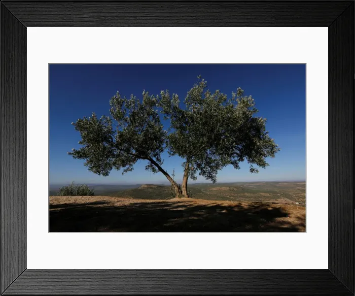 Framed Print : An olive tree stands in front of olive groves in Porcuna, southern Spain