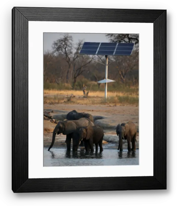 Framed Print : A group of elephants are seen at a watering hole inside Hwange National Park Framed Print : A group of elephants are seen at a watering hole inside Hwange National Park
