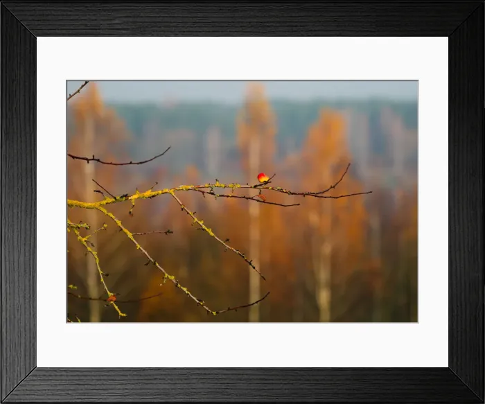 Framed Print : Autumn colours are seen on foliage on the outskirts of Minsk Framed Print : Autumn colours are seen on foliage on the outskirts of Minsk