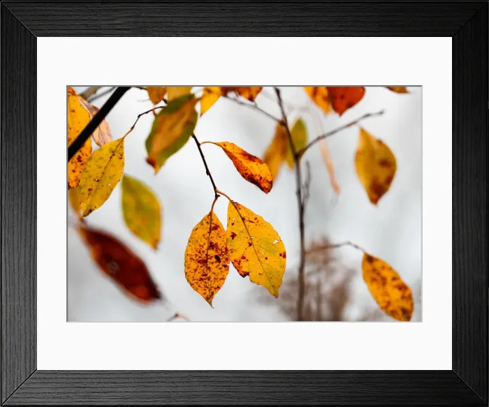 Framed Print : Autumn colours are seen on foliage on the outskirts of Minsk Framed Print : Autumn colours are seen on foliage on the outskirts of Minsk