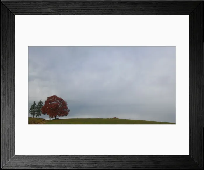 Framed Print : Clouds surround an autumnal tree on a rainy day near Holzkirchen Framed Print : Clouds surround an autumnal tree on a rainy day near Holzkirchen