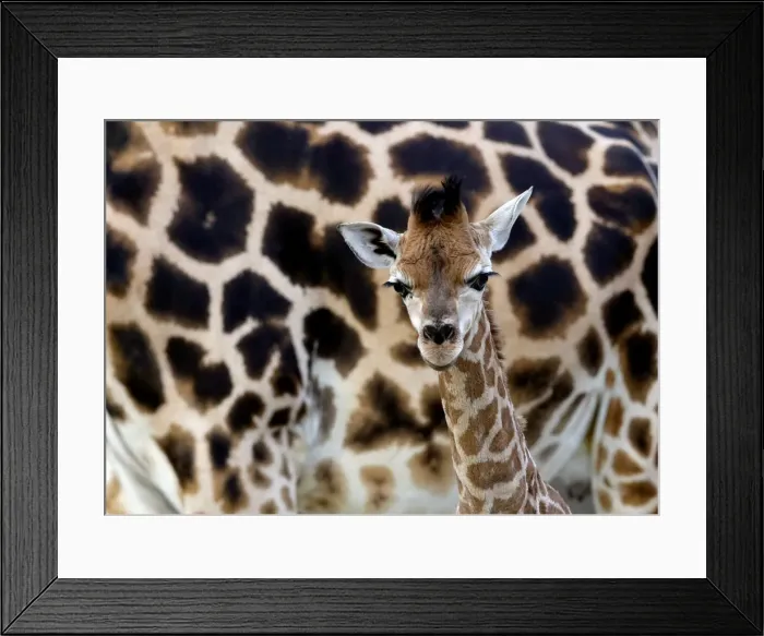 Framed Print : A newly born baby Rothschilds giraffe is seen inside its enclosure in Liberec Framed Print : A newly born baby Rothschilds giraffe is seen inside its enclosure in Liberec