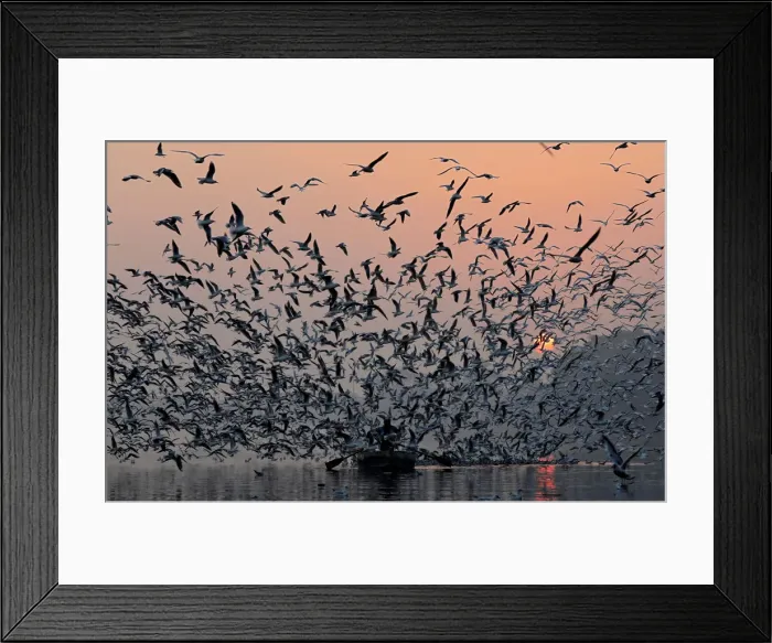 Framed Print : A man rides a boat as seagulls fly over the waters of the river Yamuna early morning in Framed Print : A man rides a boat as seagulls fly over the waters of the river Yamuna early morning in