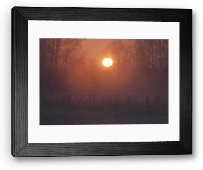 Framed Print : Swans swim over a lake as steam ascends above the water during sunset near the village of Framed Print : Swans swim over a lake as steam ascends above the water during sunset near the village of
