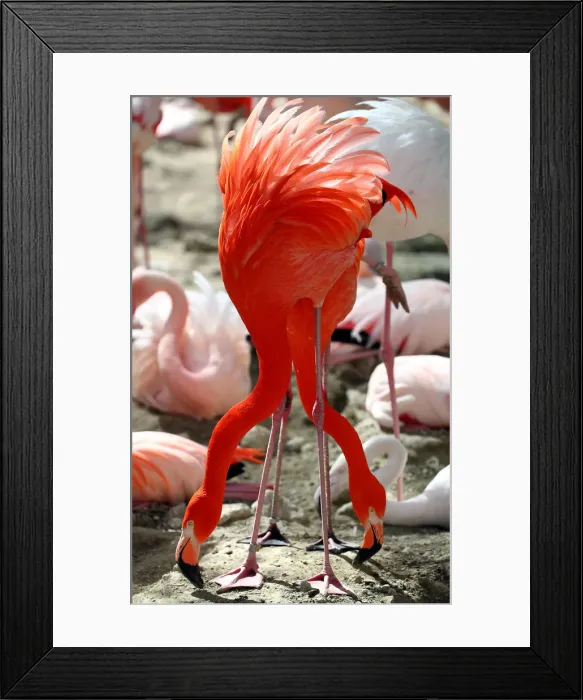 Framed Print : Flamingos interact in their enclosure during a sunny day at Munichs Hellabrunn Zoo Framed Print : Flamingos interact in their enclosure during a sunny day at Munichs Hellabrunn Zoo