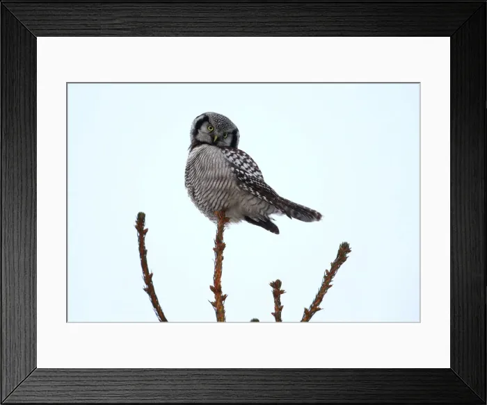 Framed Print : A hawk owl sits on a fir branch near the village of Vasilkova Framed Print : A hawk owl sits on a fir branch near the village of Vasilkova