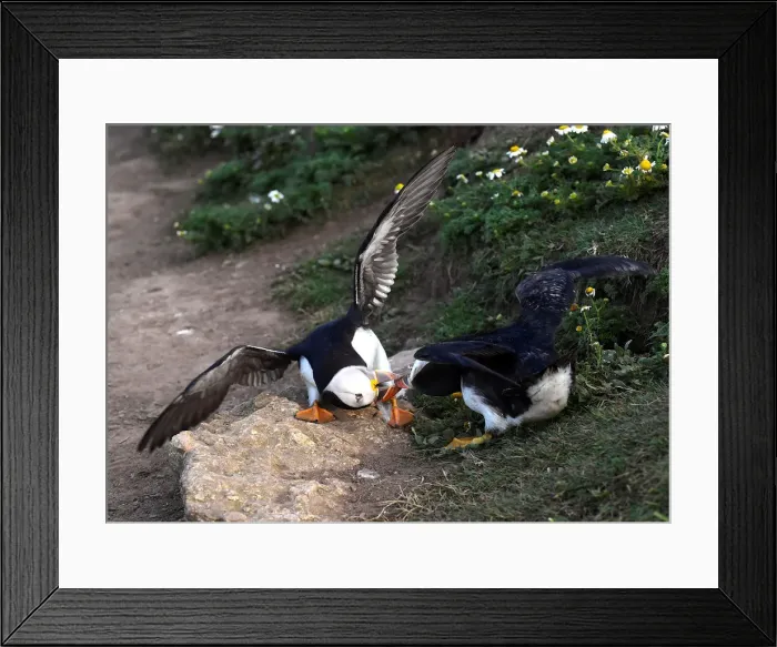 Framed Print : Two Atlantic Puffins fight on the island of Skomer, Pembrokeshire, Wales