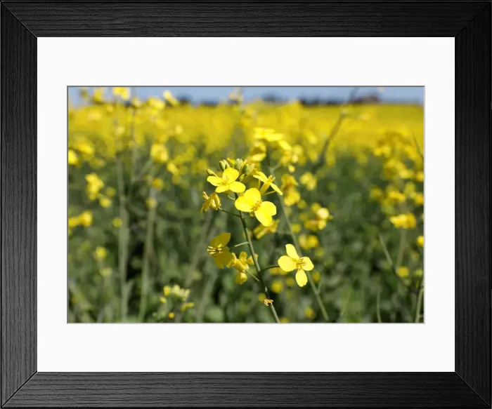 Framed Print : Western Canadian canola fields are seen in full bloom before they will be harvested later Framed Print : Western Canadian canola fields are seen in full bloom before they will be harvested later