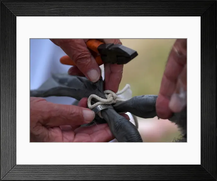Framed Print : Officials record and examine cygnets and swans during the annual census of the Queen s