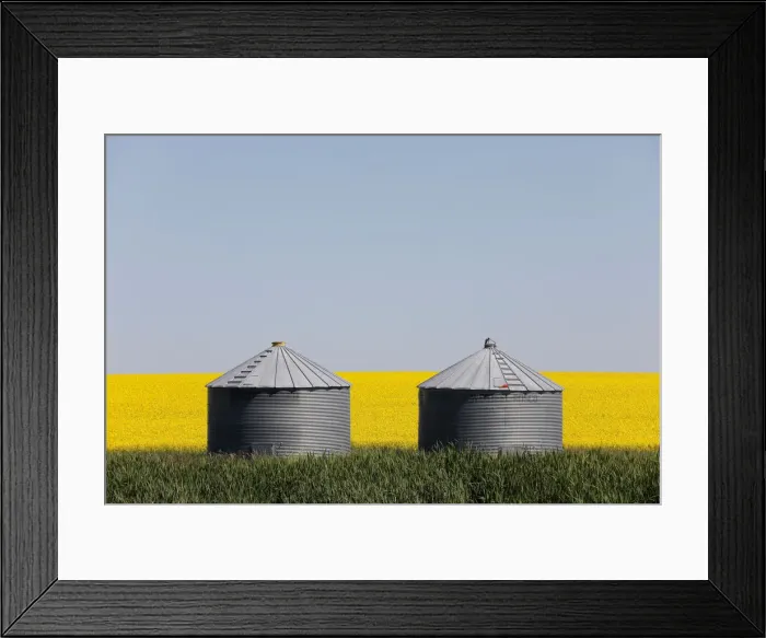 Framed Print : Western Canadian canola fields are seen in full bloom before they will be harvested later Framed Print : Western Canadian canola fields are seen in full bloom before they will be harvested later