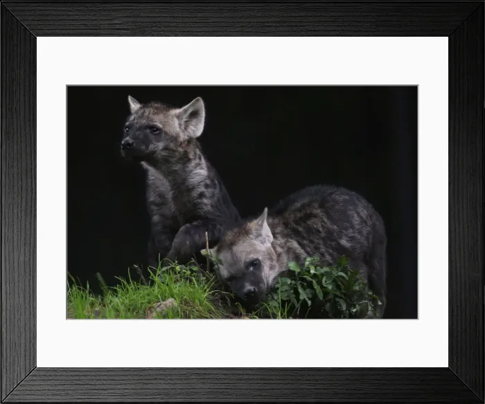 Framed Print : Two Mexican hyena cubs are seen during a media tour in Chapultepec Zoo in Mexico City Framed Print : Two Mexican hyena cubs are seen during a media tour in Chapultepec Zoo in Mexico City