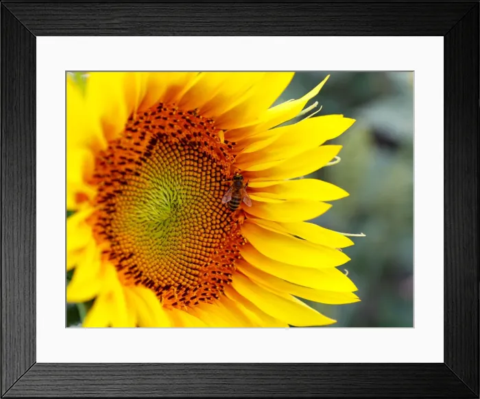 Framed Print : A bee collects nectar on a sunflower in a field near Frauenkirchen in Austria