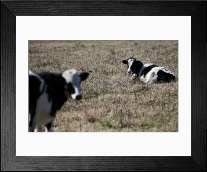 Framed Print : Cows are seen in a farm in Lujan, on the outskirts of Buenos Aires