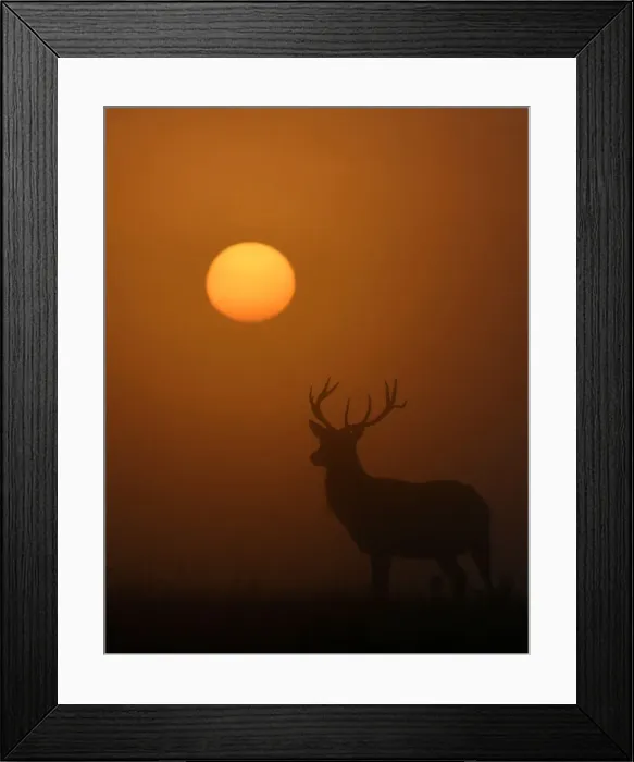 Framed Print : A deer is seen with the sun rising behind at dawn in Richmond Park, west London, Britain Framed Print : A deer is seen with the sun rising behind at dawn in Richmond Park, west London, Britain