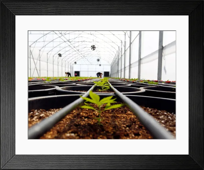 Framed Print : Workers check cannabis plants at a medical cannabis farm near Kumanovo Framed Print : Workers check cannabis plants at a medical cannabis farm near Kumanovo