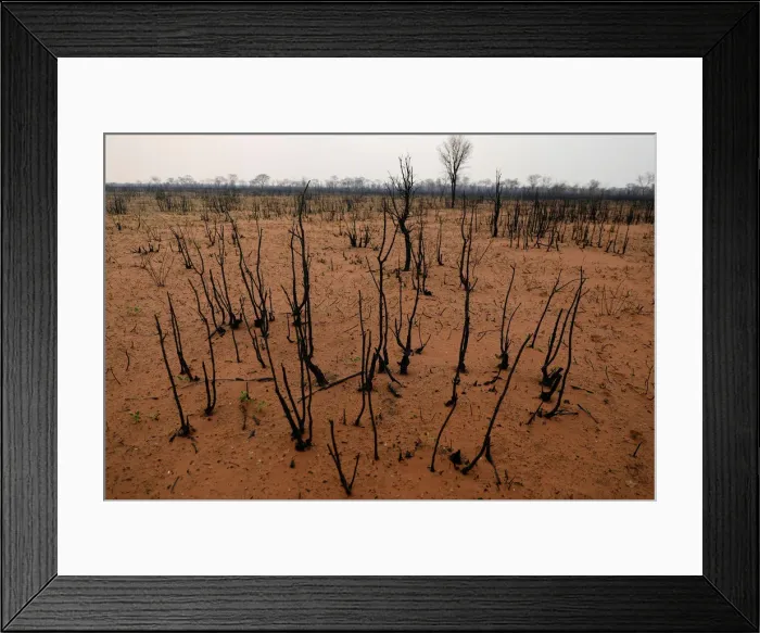 Framed Print : Charred trees are pictured near Robore Framed Print : Charred trees are pictured near Robore