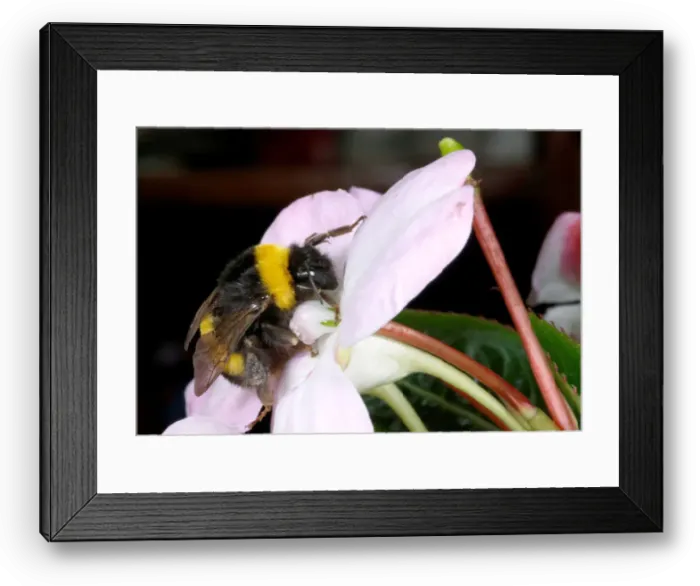 Framed Print : A bumblebee collects nectar from a flower, in Vina del Mar Framed Print : A bumblebee collects nectar from a flower, in Vina del Mar