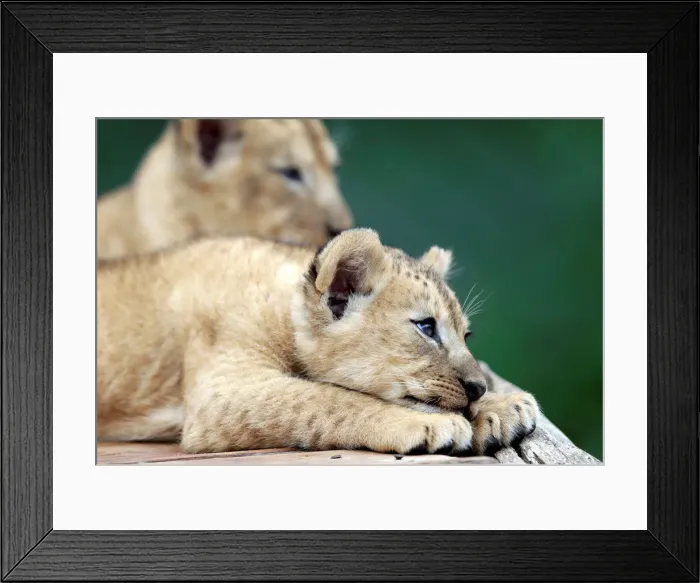 Framed Print : Newly born Barbary lion cubs rest inside their enclosure at Dvur Kralove Zoo Framed Print : Newly born Barbary lion cubs rest inside their enclosure at Dvur Kralove Zoo