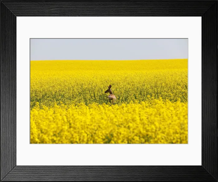 Framed Print : A deer feeds in a western Canadian canola field that is in full bloom before it will be Framed Print : A deer feeds in a western Canadian canola field that is in full bloom before it will be