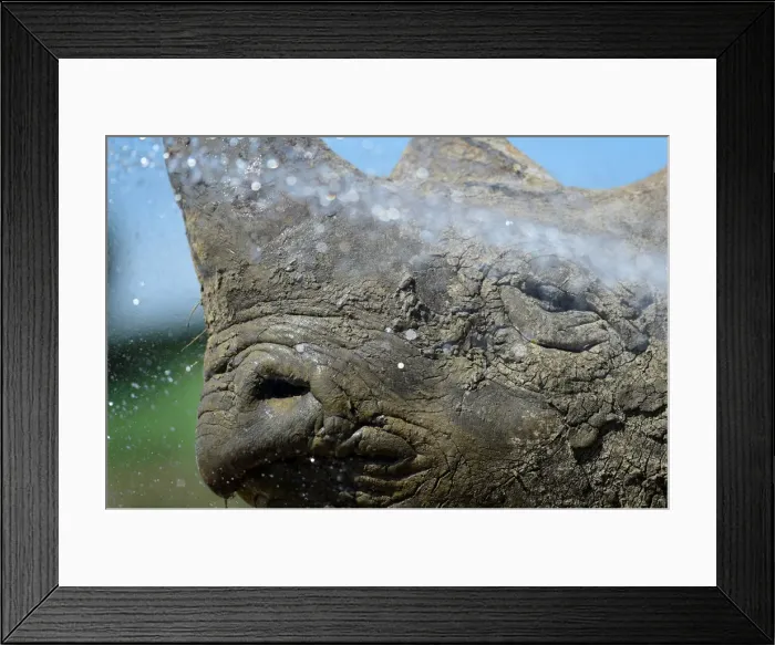Framed Print : Nkosi, a critically endangered Eastern Black Rhino is hosed down by its keeper at Folly Framed Print : Nkosi, a critically endangered Eastern Black Rhino is hosed down by its keeper at Folly