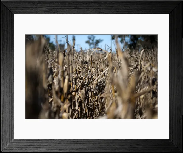 Framed Print : Corn plants are seen in a farm in Lujan, on the outskirts of Buenos Aires Framed Print : Corn plants are seen in a farm in Lujan, on the outskirts of Buenos Aires