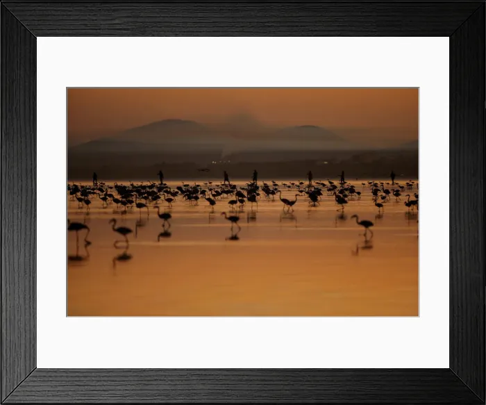 Framed Print : Volunteers wade across the lagoon at dawn to gather flamingo chicks Framed Print : Volunteers wade across the lagoon at dawn to gather flamingo chicks