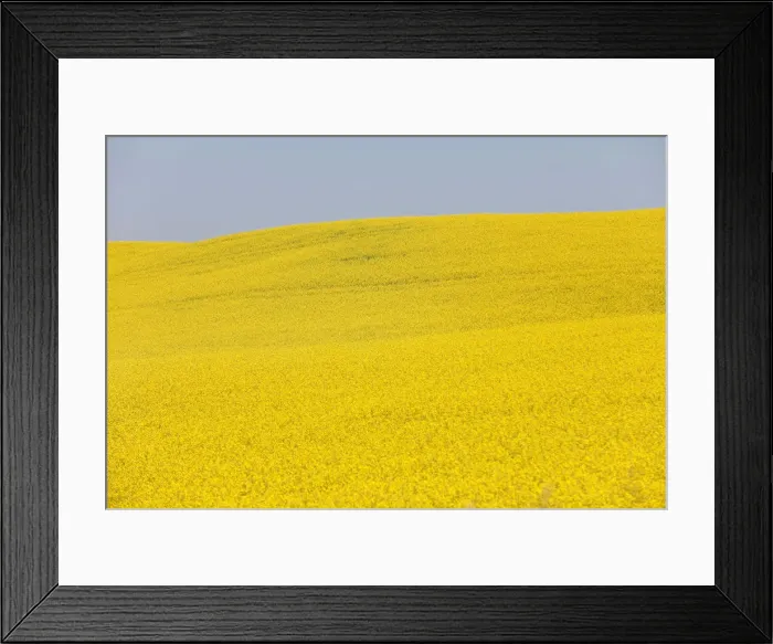 Framed Print : Western Canadian canola fields are seen in full bloom before they will be harvested later Framed Print : Western Canadian canola fields are seen in full bloom before they will be harvested later