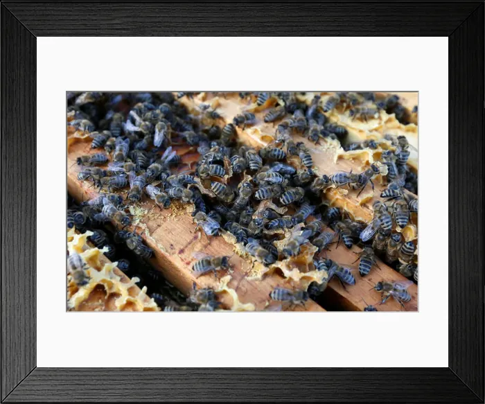 Framed Print : A view shows bees on a honeycomb section at an apiary near Krasnoyarsk Framed Print : A view shows bees on a honeycomb section at an apiary near Krasnoyarsk